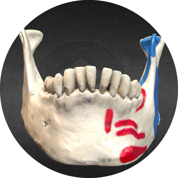 anatomía del hueso maxilar